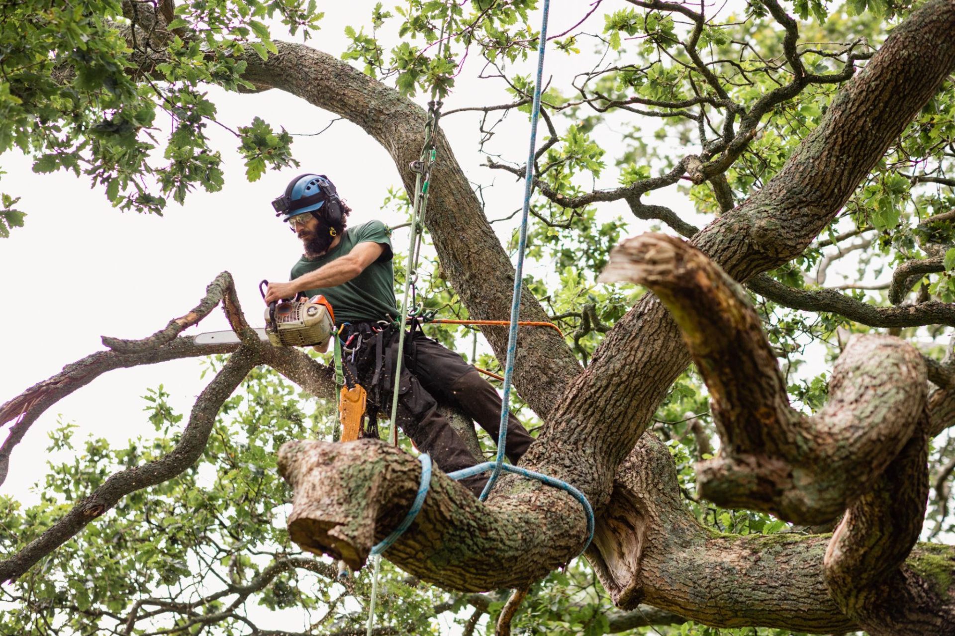 Tree Removal